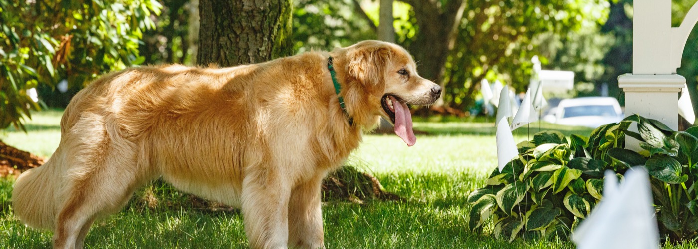 DogWatch of Greater Baltimore, Cockeysville, Maryland | Outdoor Hidden Dog Fences Slider Image